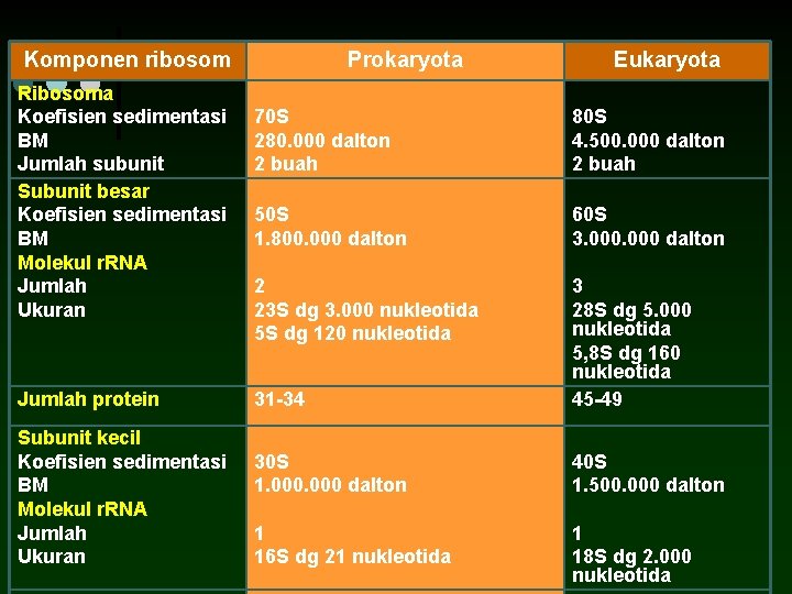 Komponen ribosom Ribosoma Koefisien sedimentasi BM Jumlah subunit Subunit besar Koefisien sedimentasi BM Molekul