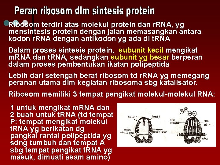 Ribosom terdiri atas molekul protein dan r. RNA, yg mensintesis protein dengan jalan memasangkan