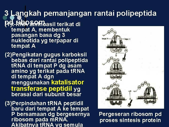 3 Langkah pemanjangan rantai polipeptida pd ribosom (1)t-RNA aminoasil terikat di tempat A, membentuk