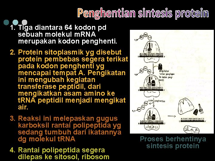 1. Tiga diantara 64 kodon pd sebuah molekul m. RNA merupakan kodon penghenti. 2.