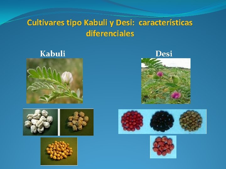 Cultivares tipo Kabuli y Desi: características diferenciales Kabuli Desi 