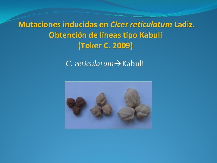 Mutaciones inducidas en Cicer reticulatum Ladiz. Obtención de líneas tipo Kabuli (Toker C. 2009)