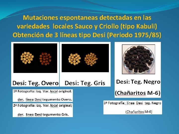 Mutaciones espontaneas detectadas en las variedades locales Sauco y Criollo (tipo Kabuli) Obtención de