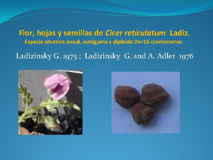 Flor, hojas y semillas de Cicer reticulatum Ladiz. Especie silvestre anual, autógama y diploide