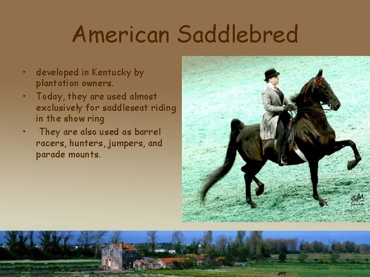 American Saddlebred • • • developed in Kentucky by plantation owners. Today, they are