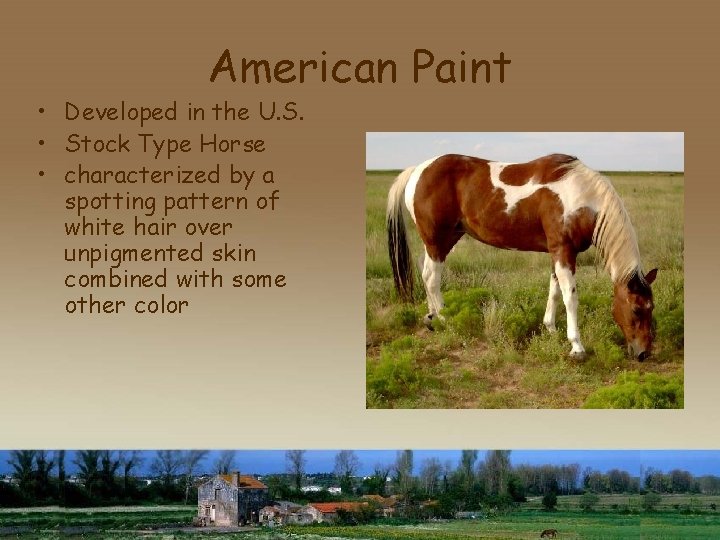 American Paint • Developed in the U. S. • Stock Type Horse • characterized