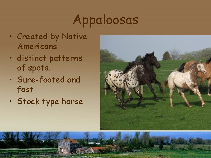 Appaloosas • Created by Native Americans • distinct patterns of spots. • Sure-footed and