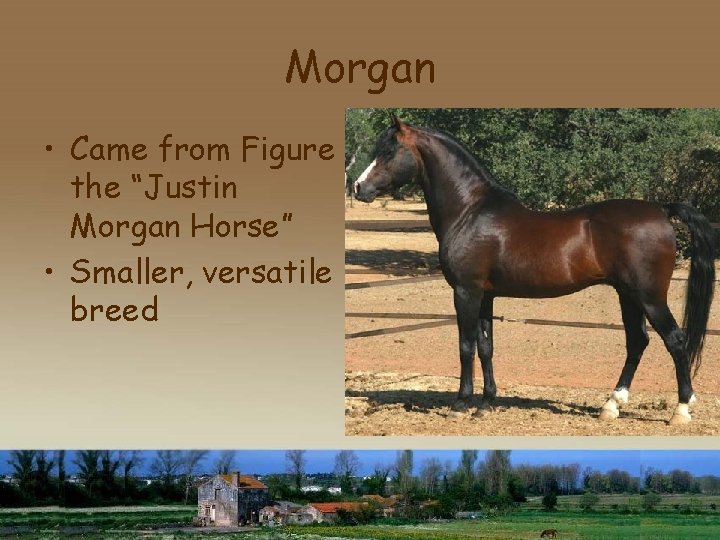 Morgan • Came from Figure the “Justin Morgan Horse” • Smaller, versatile breed 