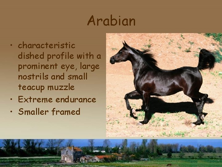 Arabian • characteristic dished profile with a prominent eye, large nostrils and small teacup