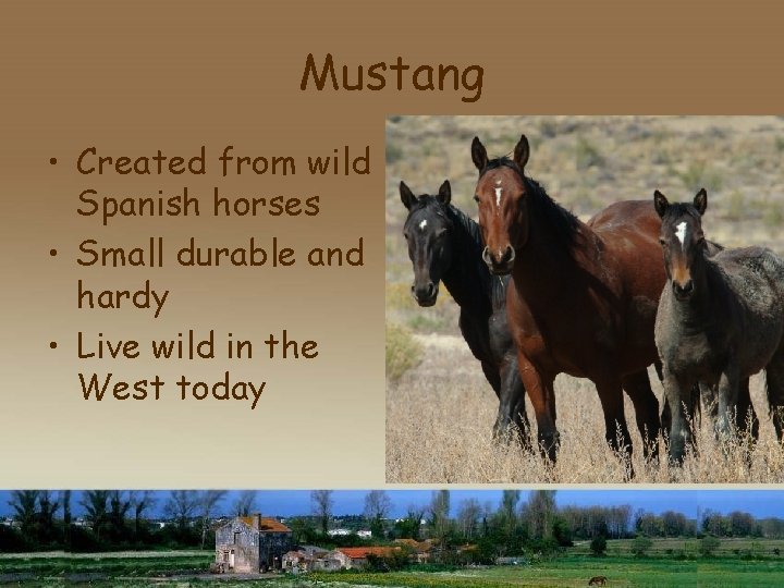 Mustang • Created from wild Spanish horses • Small durable and hardy • Live