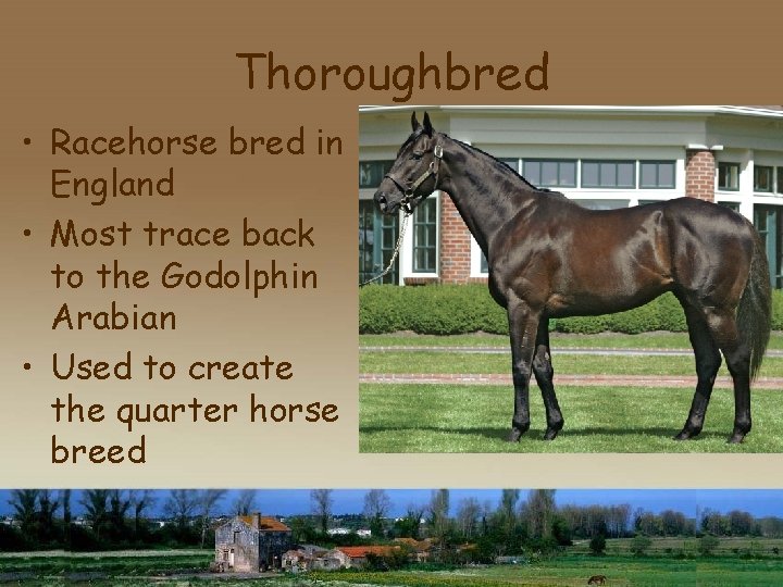 Thoroughbred • Racehorse bred in England • Most trace back to the Godolphin Arabian
