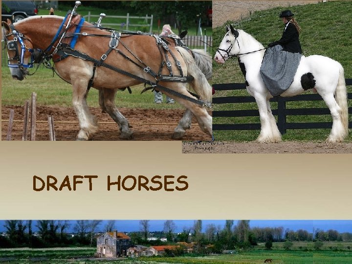 DRAFT HORSES 