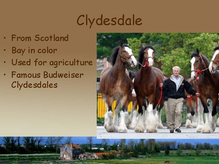 Clydesdale • • From Scotland Bay in color Used for agriculture Famous Budweiser Clydesdales