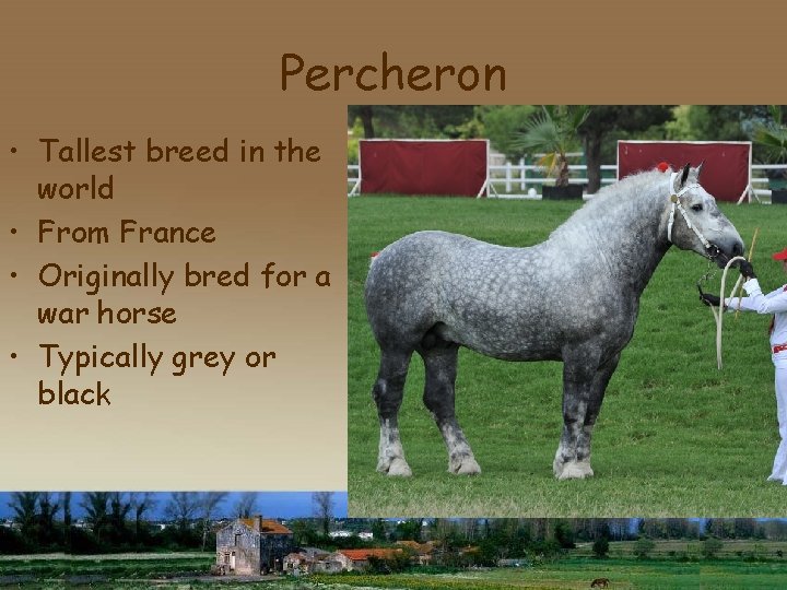 Percheron • Tallest breed in the world • From France • Originally bred for