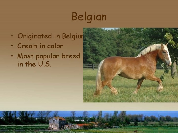 Belgian • Originated in Belgium • Cream in color • Most popular breed in