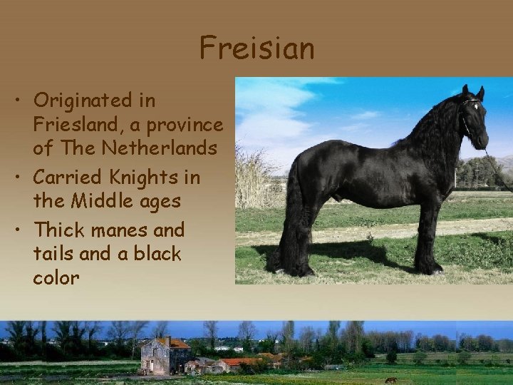 Freisian • Originated in Friesland, a province of The Netherlands • Carried Knights in