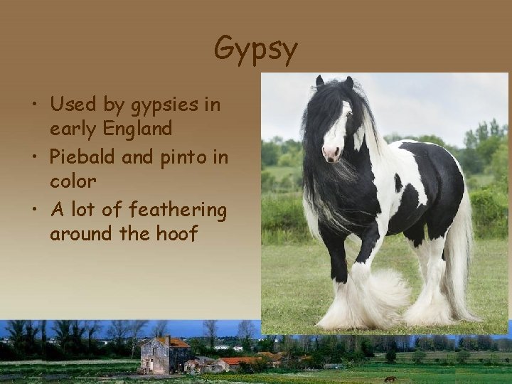 Gypsy • Used by gypsies in early England • Piebald and pinto in color