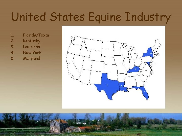 United States Equine Industry 1. 2. 3. 4. 5. Florida/Texas Kentucky Louisiana New York