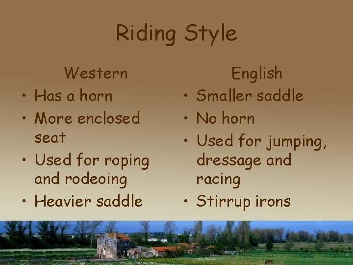 Riding Style • • Western Has a horn More enclosed seat Used for roping