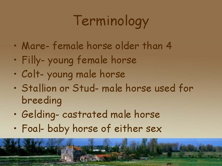 Terminology • • Mare- female horse older than 4 Filly- young female horse Colt-