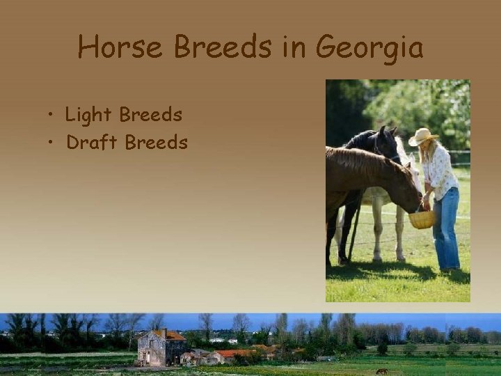 Horse Breeds in Georgia • Light Breeds • Draft Breeds 