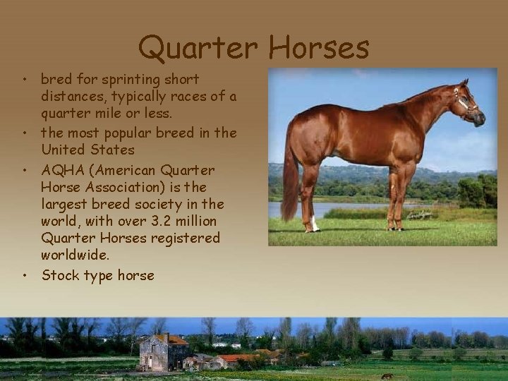 Quarter Horses • bred for sprinting short distances, typically races of a quarter mile