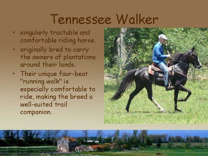 Tennessee Walker • singularly tractable and comfortable riding horse. • originally bred to carry