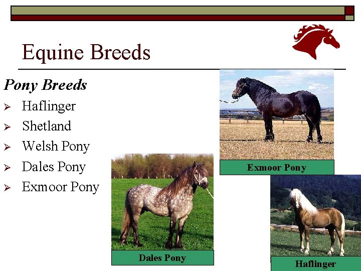 Equine Breeds Pony Breeds Ø Ø Ø Haflinger Shetland Welsh Pony Dales Pony Exmoor