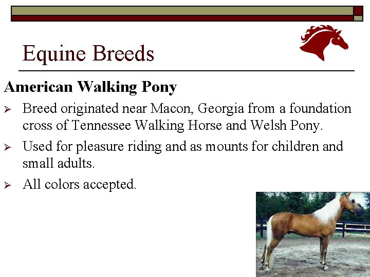 Equine Breeds American Walking Pony Ø Ø Ø Breed originated near Macon, Georgia from