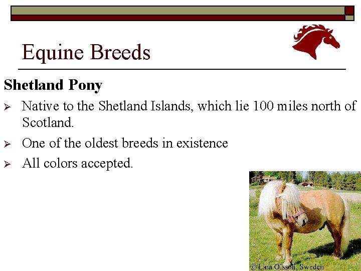 Equine Breeds Shetland Pony Ø Ø Ø Native to the Shetland Islands, which lie