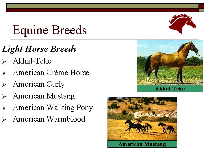 Equine Breeds Light Horse Breeds Ø Ø Ø Akhal-Teke American Crème Horse American Curly