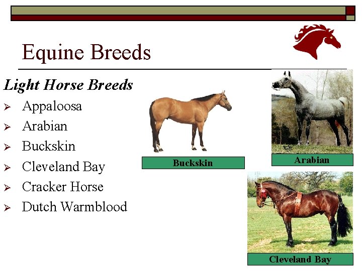 Equine Breeds Light Horse Breeds Ø Ø Ø Appaloosa Arabian Buckskin Cleveland Bay Cracker