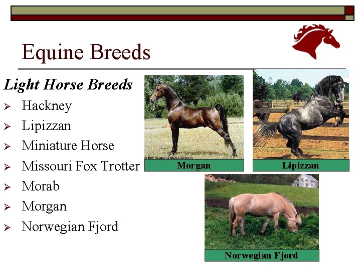 Equine Breeds Light Horse Breeds Ø Ø Ø Ø Hackney Lipizzan Miniature Horse Missouri