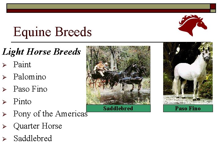 Equine Breeds Light Horse Breeds Ø Ø Ø Ø Paint Palomino Paso Fino Pinto