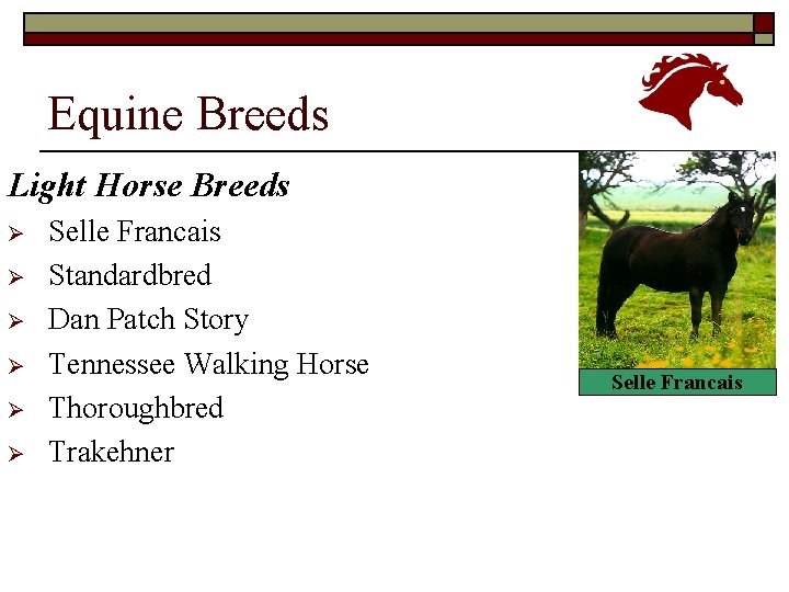 Equine Breeds Light Horse Breeds Ø Ø Ø Selle Francais Standardbred Dan Patch Story