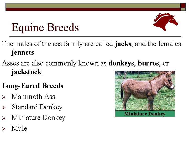 Equine Breeds The males of the ass family are called jacks, and the females