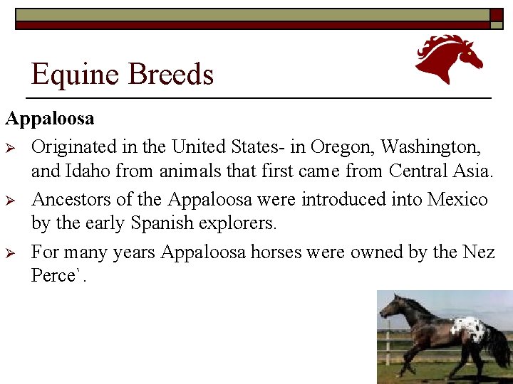 Equine Breeds Appaloosa Ø Originated in the United States- in Oregon, Washington, and Idaho