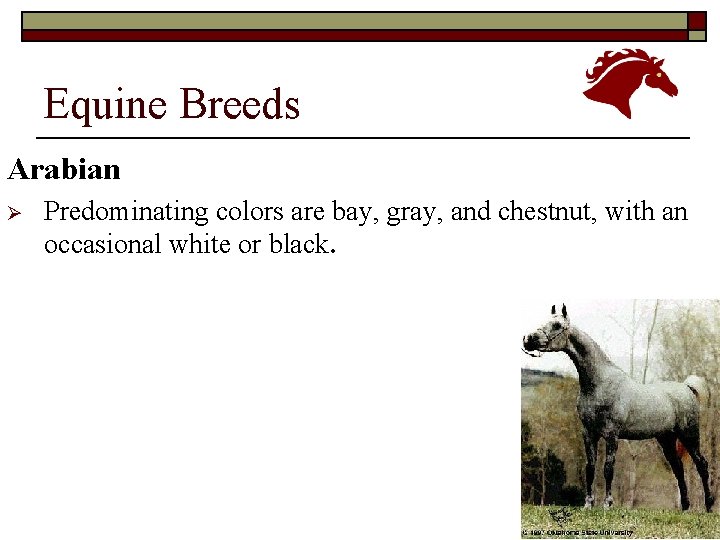 Equine Breeds Arabian Ø Predominating colors are bay, gray, and chestnut, with an occasional