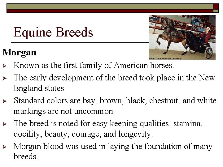 Equine Breeds Morgan Ø Ø Ø Known as the first family of American horses.