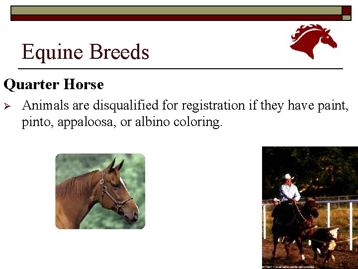 Equine Breeds Quarter Horse Ø Animals are disqualified for registration if they have paint,