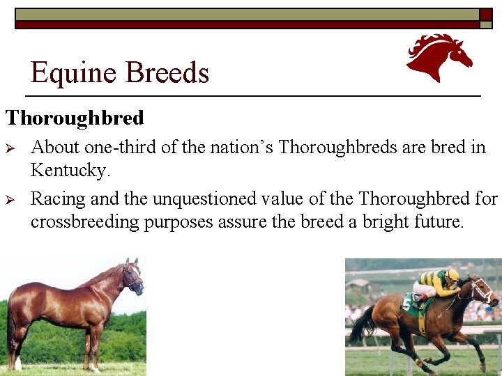 Equine Breeds Thoroughbred Ø Ø About one-third of the nation’s Thoroughbreds are bred in