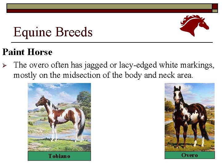 Equine Breeds Paint Horse Ø The overo often has jagged or lacy-edged white markings,