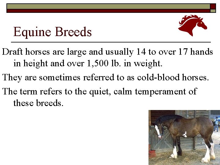 Equine Breeds Draft horses are large and usually 14 to over 17 hands in