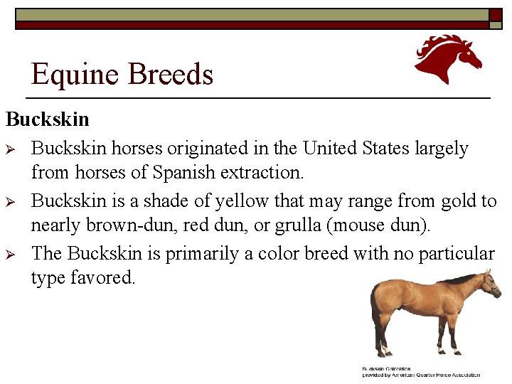 Equine Breeds Buckskin Ø Ø Ø Buckskin horses originated in the United States largely