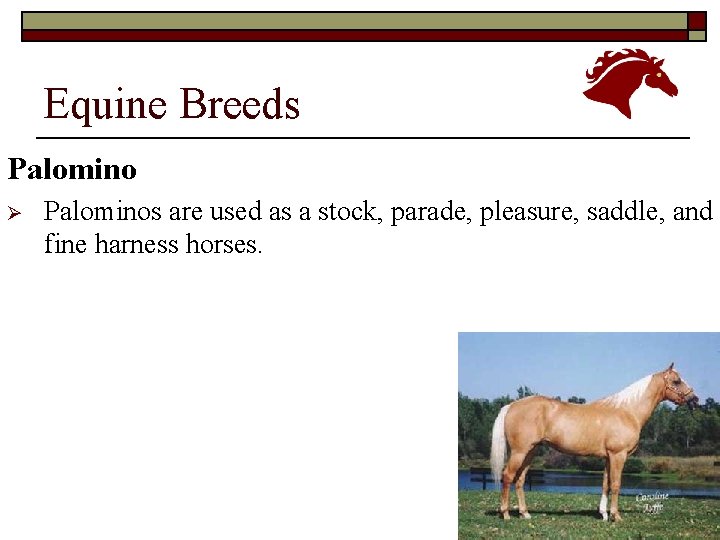 Equine Breeds Palomino Ø Palominos are used as a stock, parade, pleasure, saddle, and