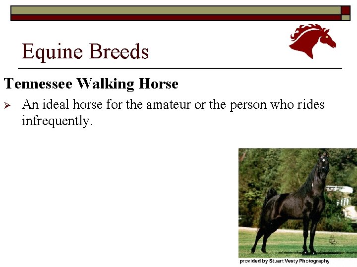 Equine Breeds Tennessee Walking Horse Ø An ideal horse for the amateur or the