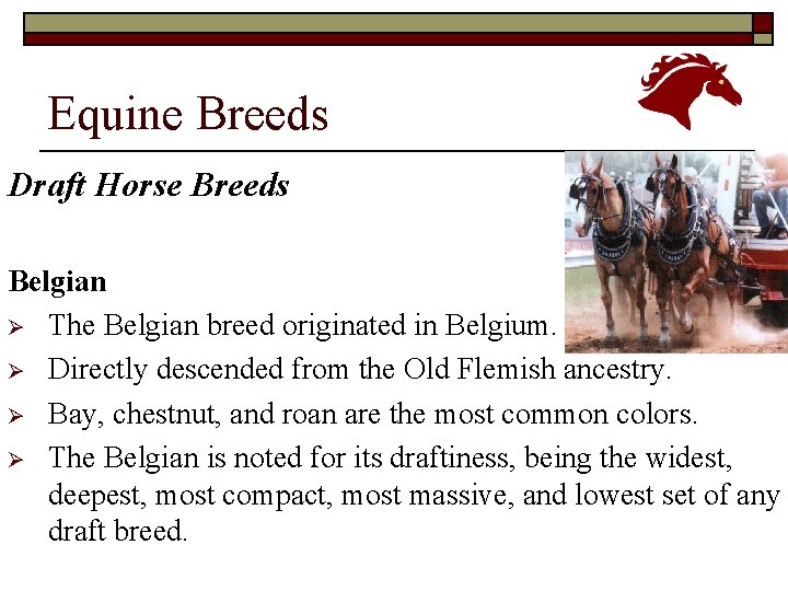 Equine Breeds Draft Horse Breeds Belgian Ø The Belgian breed originated in Belgium. Ø