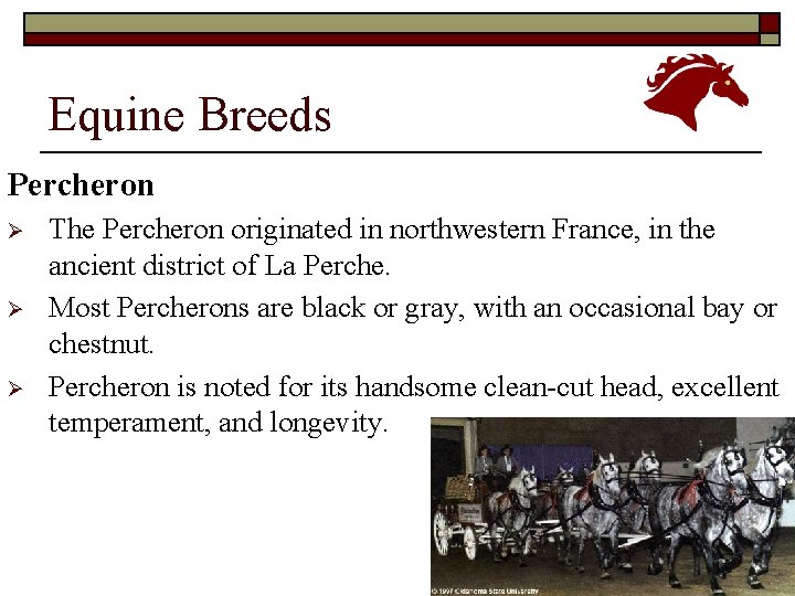 Equine Breeds Percheron Ø Ø Ø The Percheron originated in northwestern France, in the