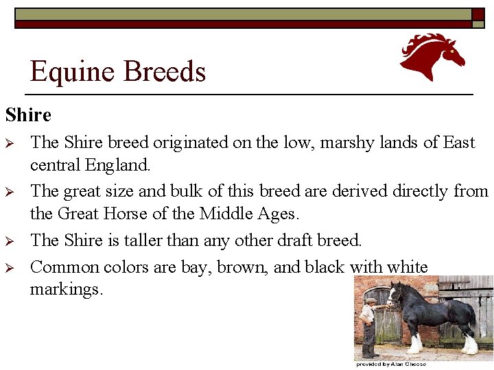 Equine Breeds Shire Ø Ø The Shire breed originated on the low, marshy lands