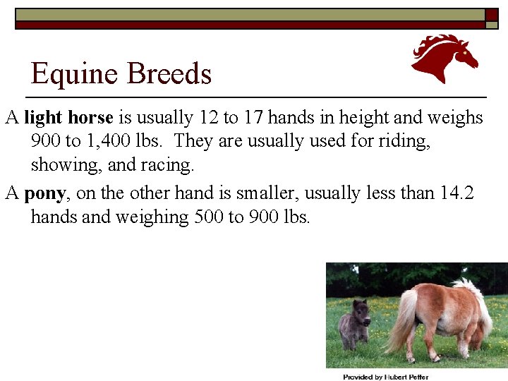 Equine Breeds A light horse is usually 12 to 17 hands in height and